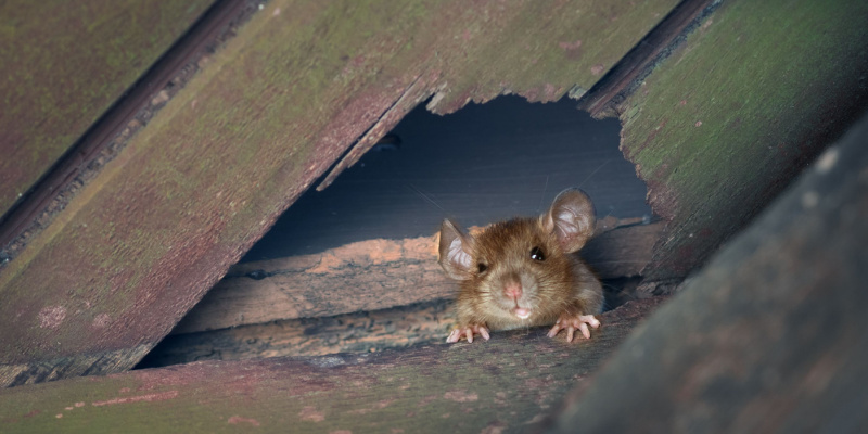 Are Rodents a Problem in Pismo Beach?