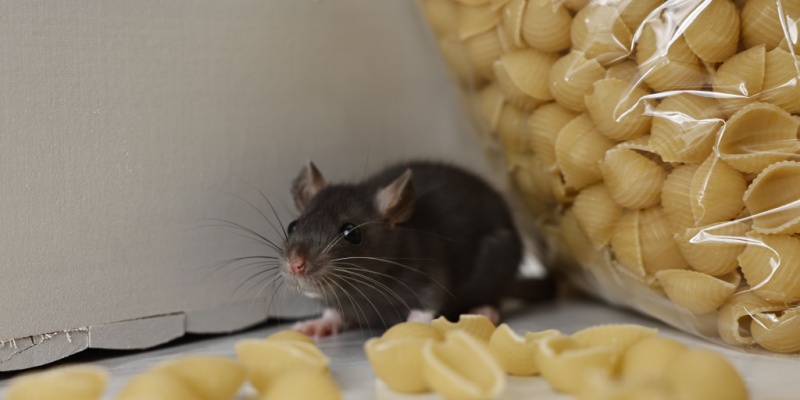How to Tell If You Have a Rodent Infestation (Before It Gets Out of Control)