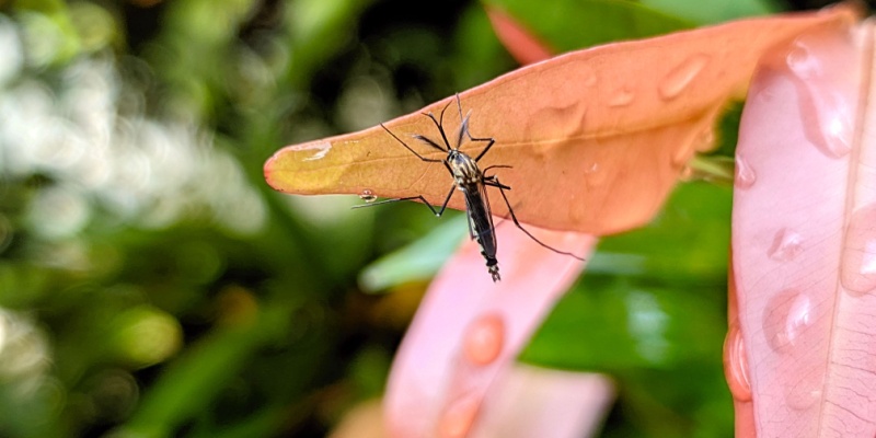 Best Ways to Reduce Mosquitoes in Your Pismo Beach Backyard