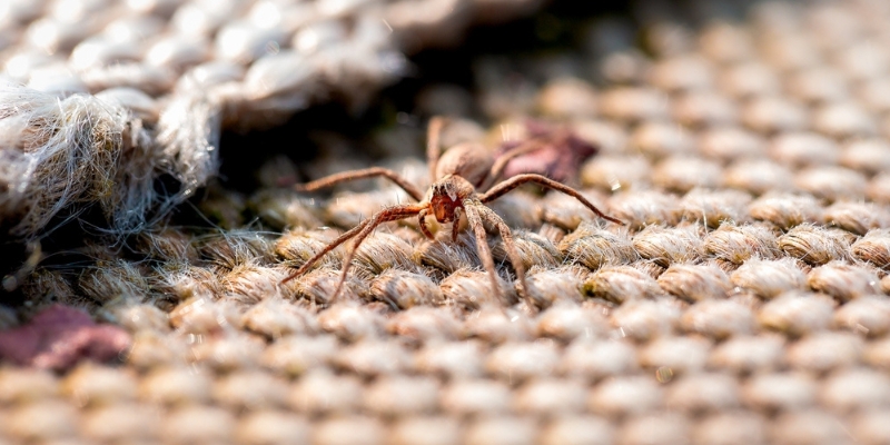 Does Living Near the Beach Mean More Spiders Around Your Home?