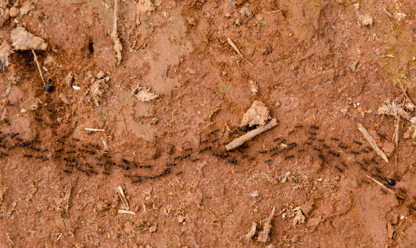 The Best Ant Service From A Local Exterminator in Avila Beach