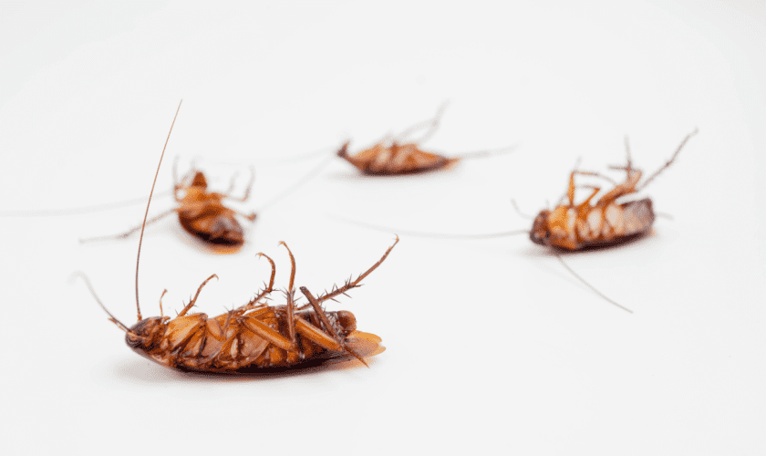 Local Roach Exterminator