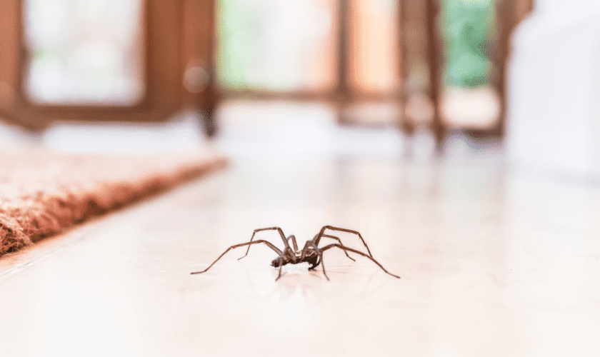 The Best Spider Pest Control in Grover Beach