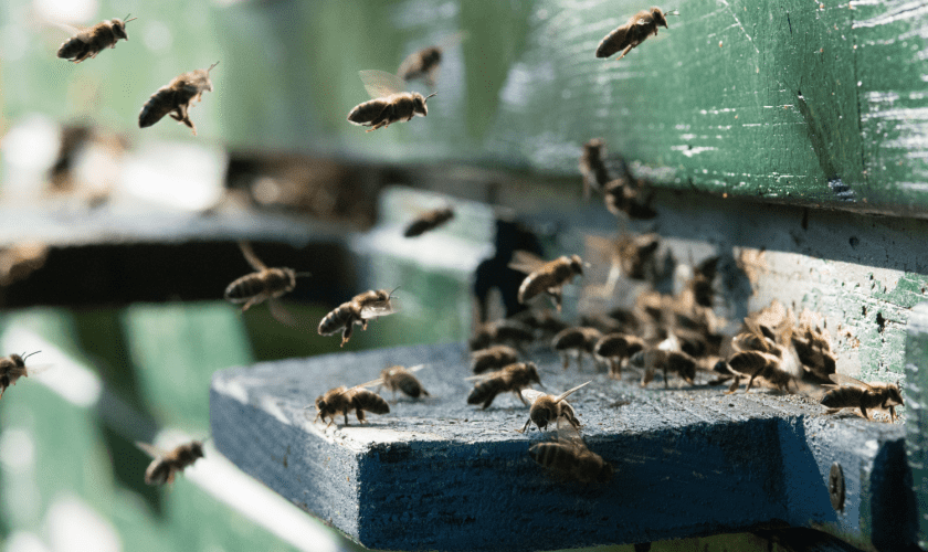 Professional Bee & Wasp Control