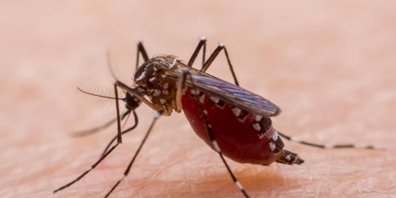 What Should I Do If I Have a Mosquito Problem in My Yard?