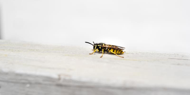 How Do I Get Rid of Wasps and Yellow Jackets?