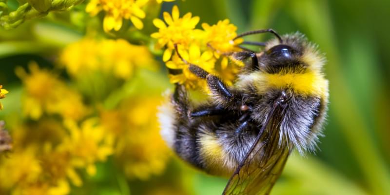 Unraveling the Mystery of Carpenter Bees and Bumble Bees!