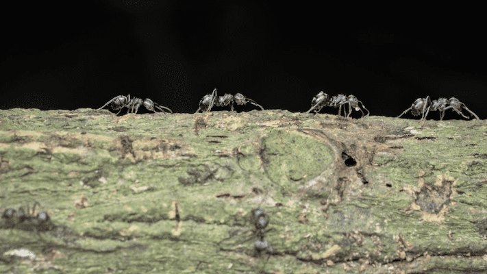 Harmony with Nature: Managing Little Black Ants the Green Way