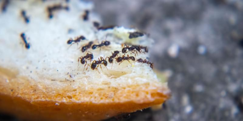Ant Prevention Tips for Grover Beach Homeowners
