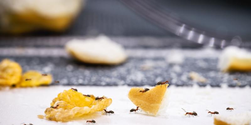 Ant Problems in Grover Beach, CA