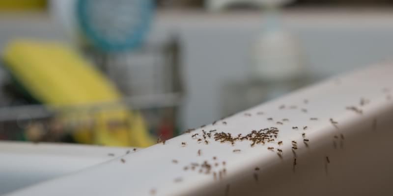 Ants Unplugged: A Closer Look at Odorous House Ants
