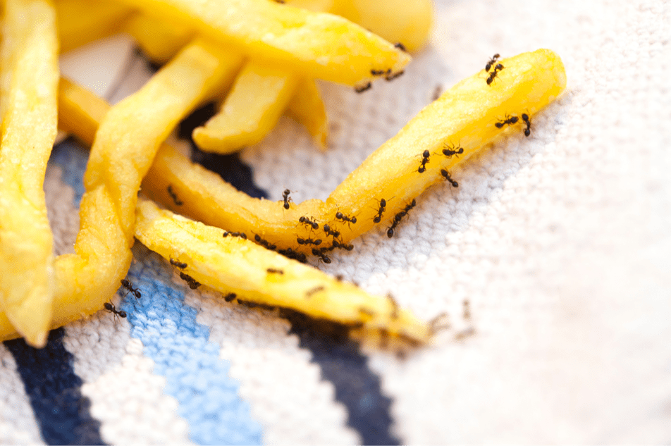 5 easy Eco-friendly pest control solutions for ants