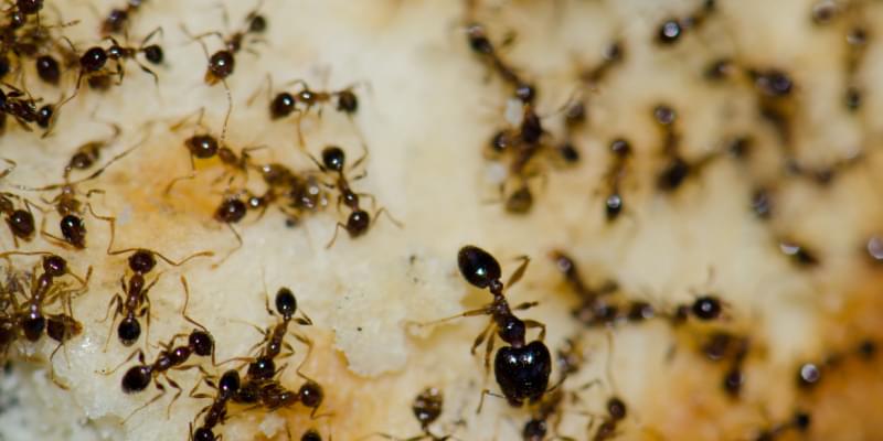Eco-friendly Pest Control Solutions for Argentine Ants in Grover Beach