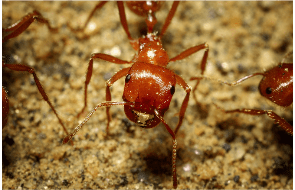 Harvester Ants: Mother Nature's Party Planners, and How We Keep the Balance at Our Green Pest Control Company