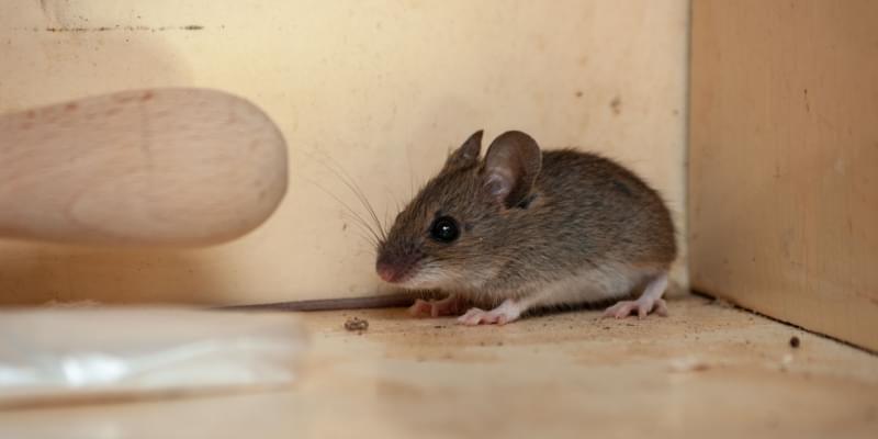 What Should I Do If I Have a Mouse Problem in My Home?