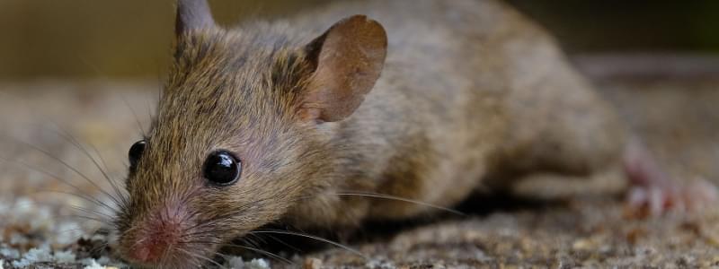 Keeping Rats & Mice Out of Your Pismo Beach Home
