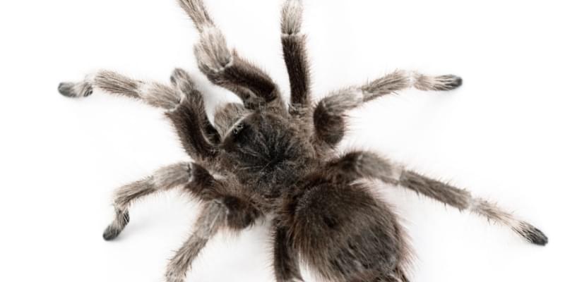 The Curious Case of Pismo Preserve Tarantula Trek