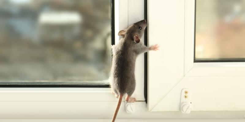 Rodent Problems in Pismo Beach, CA