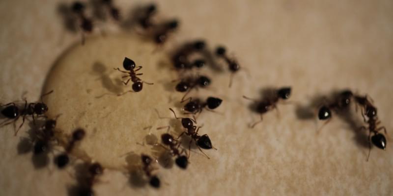 Going Beyond DIY: The Importance of Professional Pest Control for Pismo Beach Ants