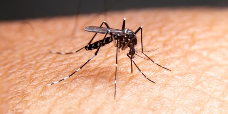 Stay Informed: Mosquito-Borne Diseases in Arroyo Grande, CA