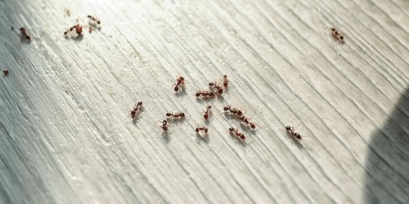 Why Do I Have an Ant Problem in My Home?