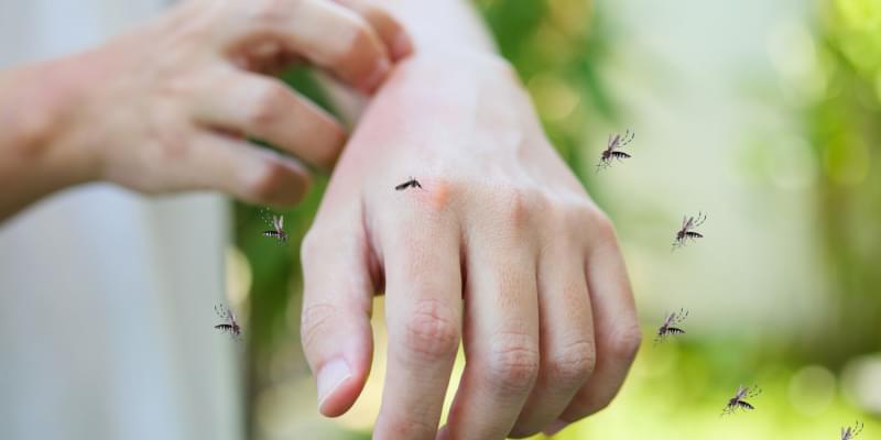 DIY Mosquito Prevention: Empower Your Space with the Best Mosquito Repellents