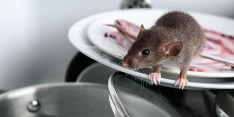 Pismo Beach Rodent Control Experts