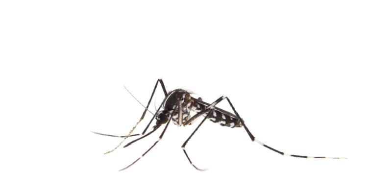 Unmasking the Mosquito Menace: An In-Depth Look at Mosquito Species in Pismo Beach