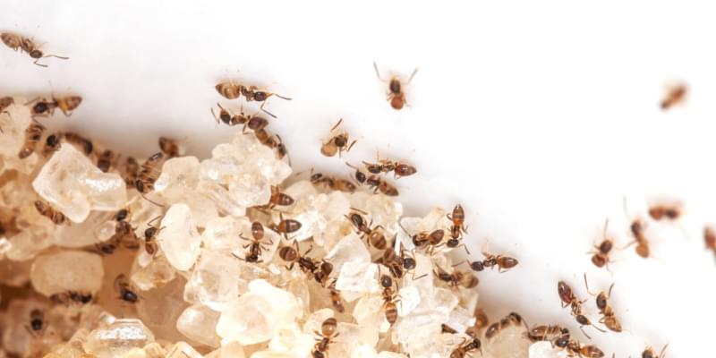 Pet-Friendly Ant Control: A Compassionate Approach to Pest Management