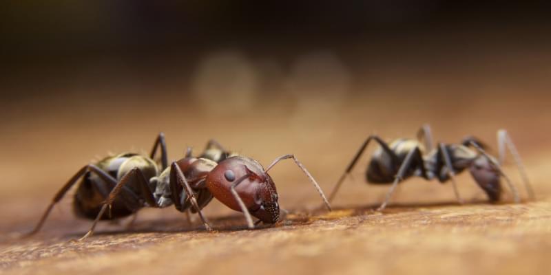 Uninvited Guests: A Guide to Common Ant Species in Grover Beach and Eco-Friendly Pest Management Solutions