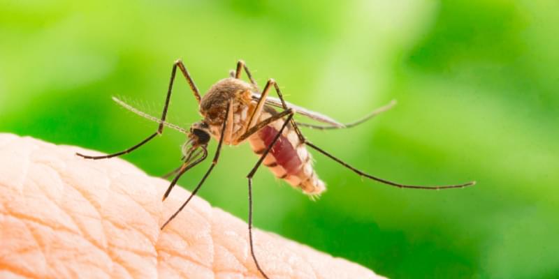 Why Are Mosquitoes Taking Over My Yard?