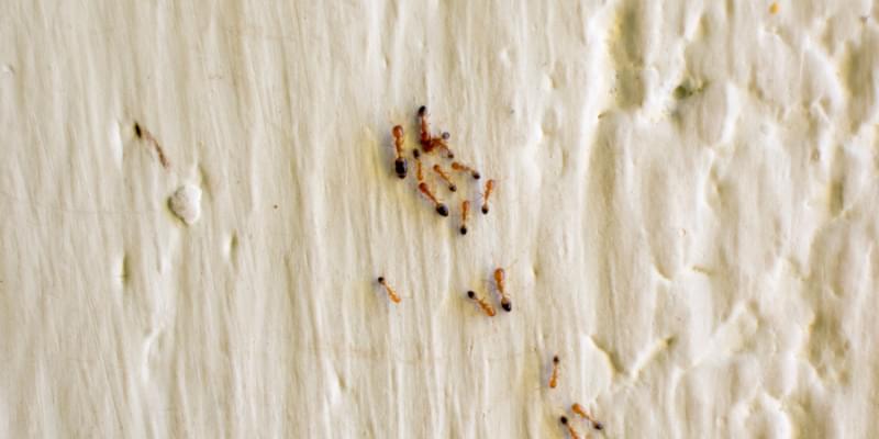 Eco-Friendly Ant Control: Sustainable Solutions for Pismo Beach Homeowners