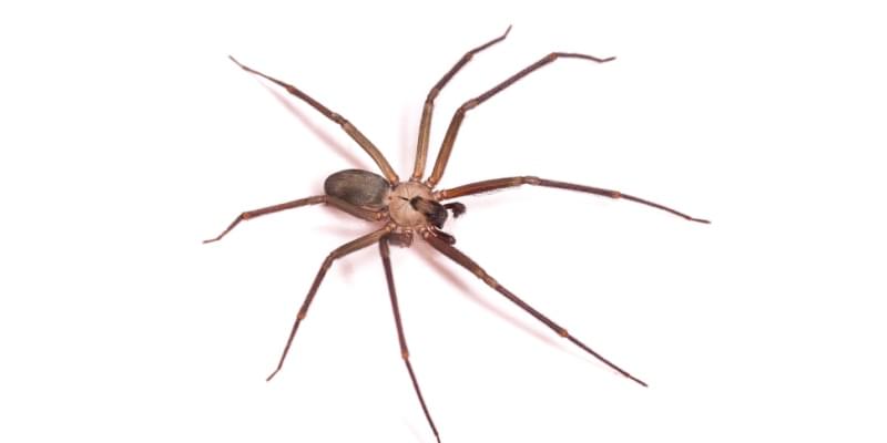 Spider Control Experts in Pismo Beach