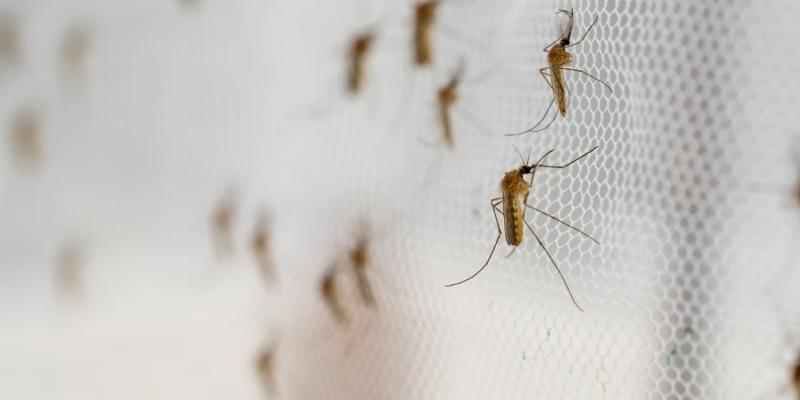 Why are Mosquitoes Invading My Pismo Beach Home?
