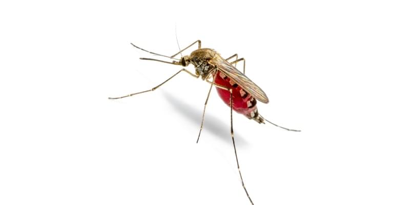 Best Mosquito Exterminator in Pismo Beach