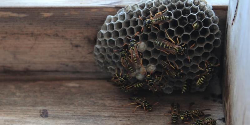 What Should I do if I Have a Bee or Wasp Problem in My Yard?
