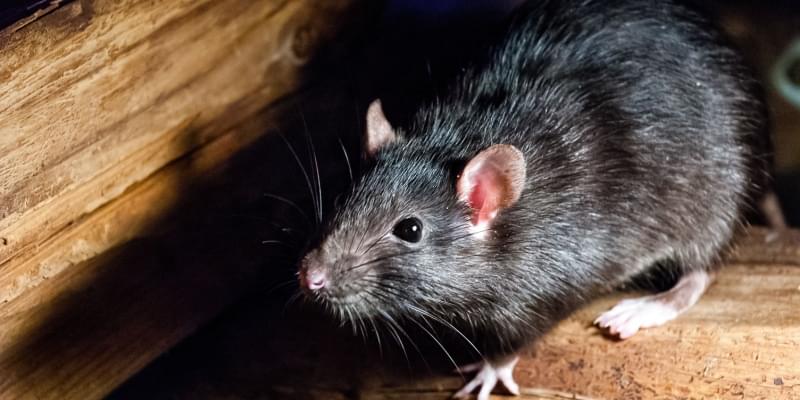 Safe and Effective Rodent Control in San Luis Obispo County