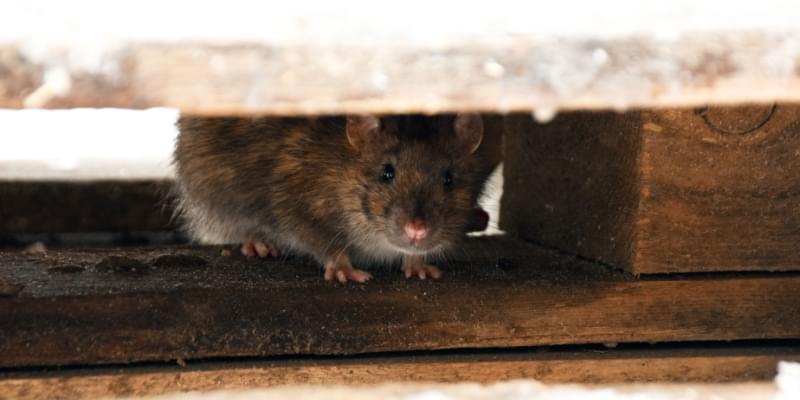 Rodent Control Experts in Pismo Beach, CA