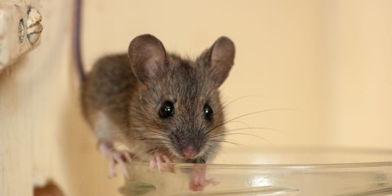 Are Mice Common in Pismo Beach?